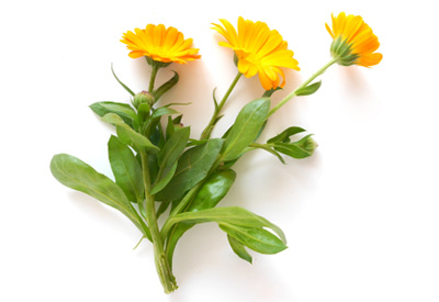 calendula officinalis - Teknofarma