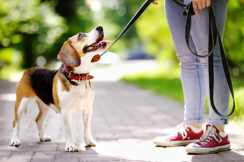calmante per cane - Teknofarma