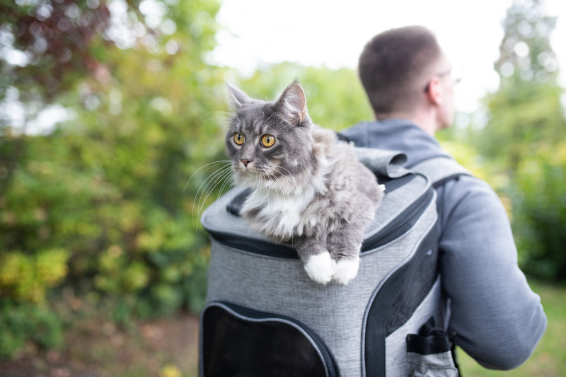 calmanti per gatti viaggio2 - Teknofarma