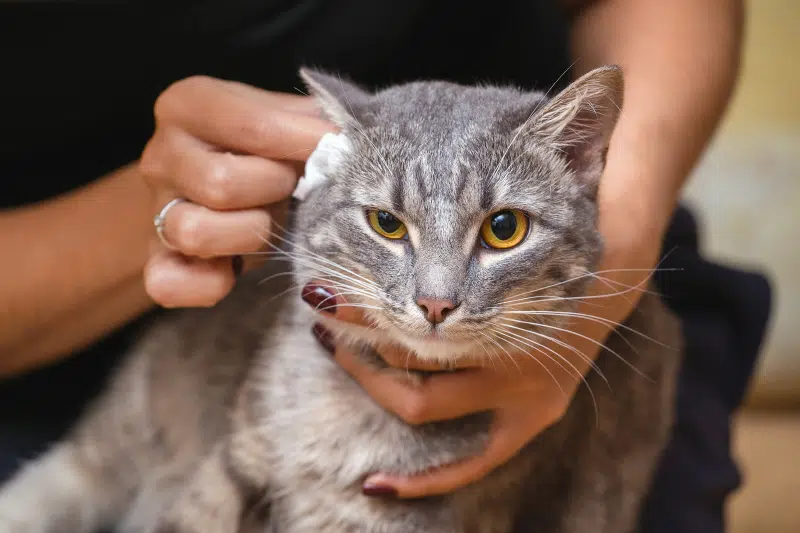 come pulire le orecchie al gatto - Teknofarma