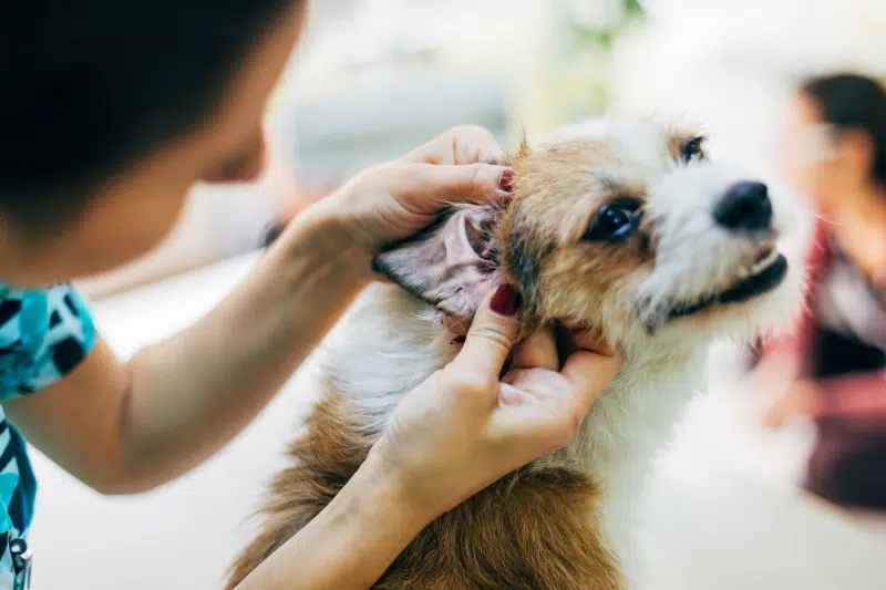 come pulire orecchie cane 1 1 - Teknofarma