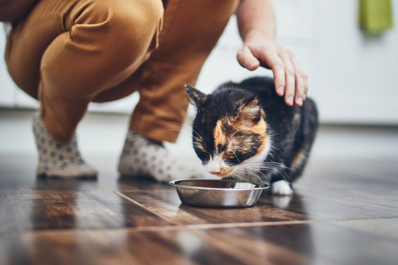 come somministrare pastiglia al gatto 1 - Teknofarma