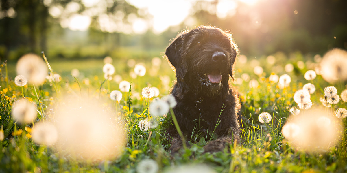 come togliere zecca cane 1 - Teknofarma