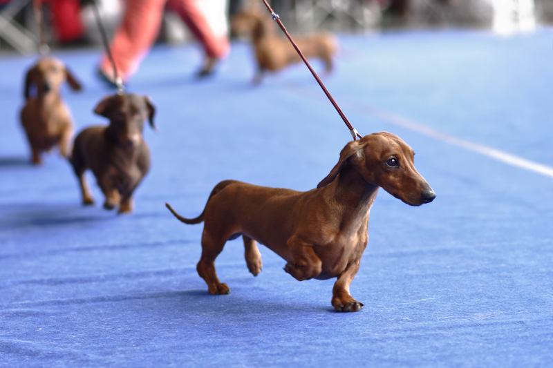 expo cani - Teknofarma