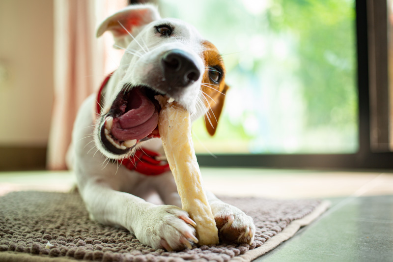 integratore calcio cane - Teknofarma