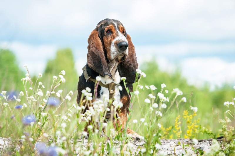 pulizia orecchie cane2 - Teknofarma