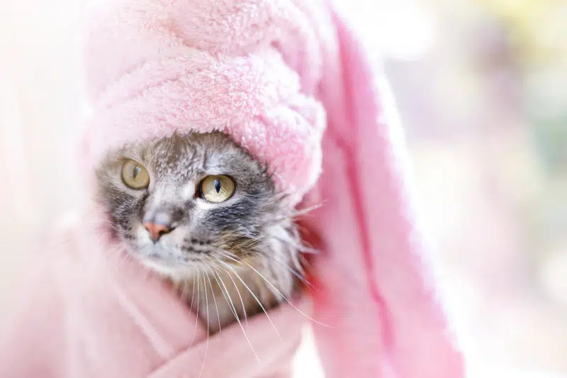 shampoo per gatto2 - Teknofarma