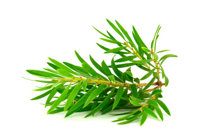 tea tree oil - Teknofarma