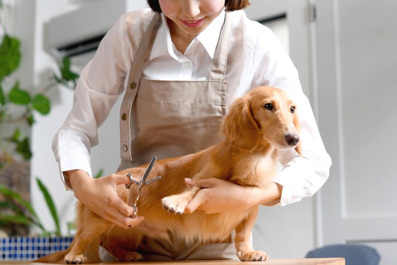 toelettatura cani 1 - Teknofarma
