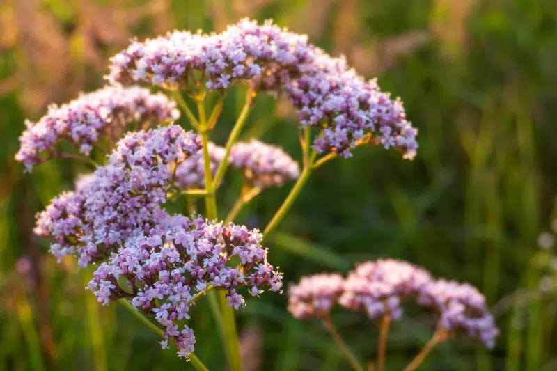 valeriana - Teknofarma