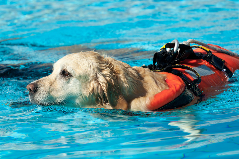 cani salvataggio - Teknofarma