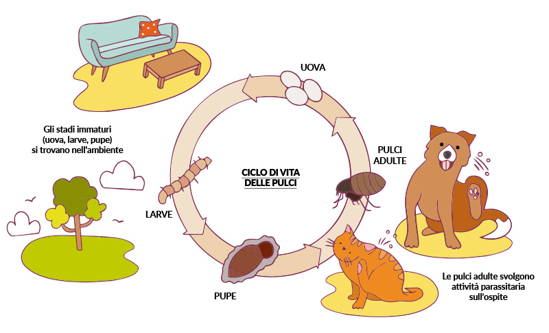 ciclo vita pulci - Teknofarma