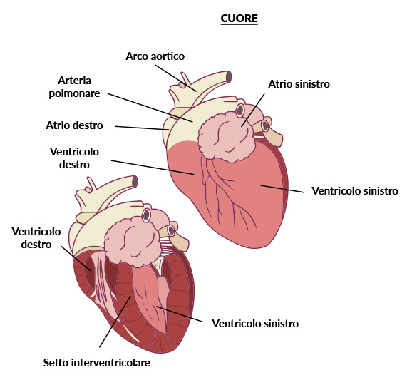 cuore cane gatto - Teknofarma