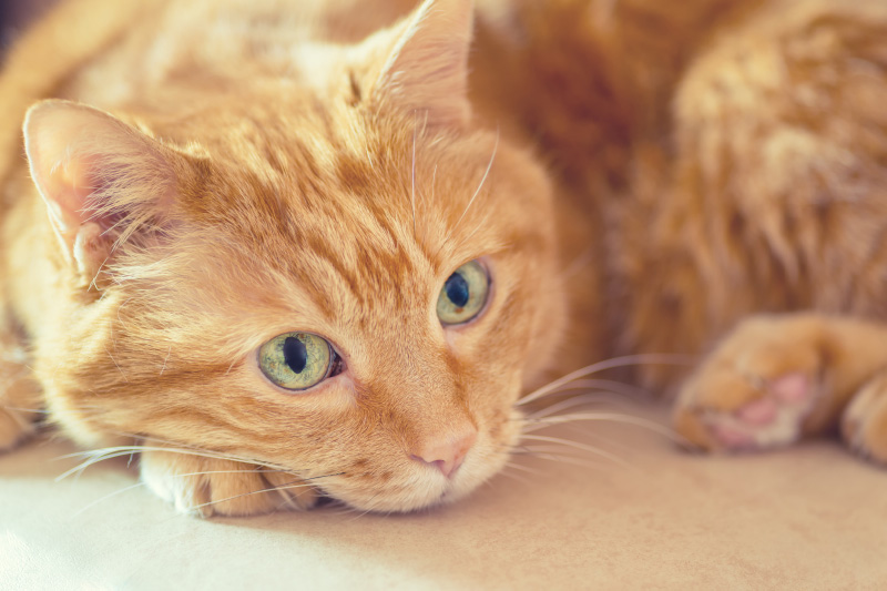 herpes virus gatto - Teknofarma