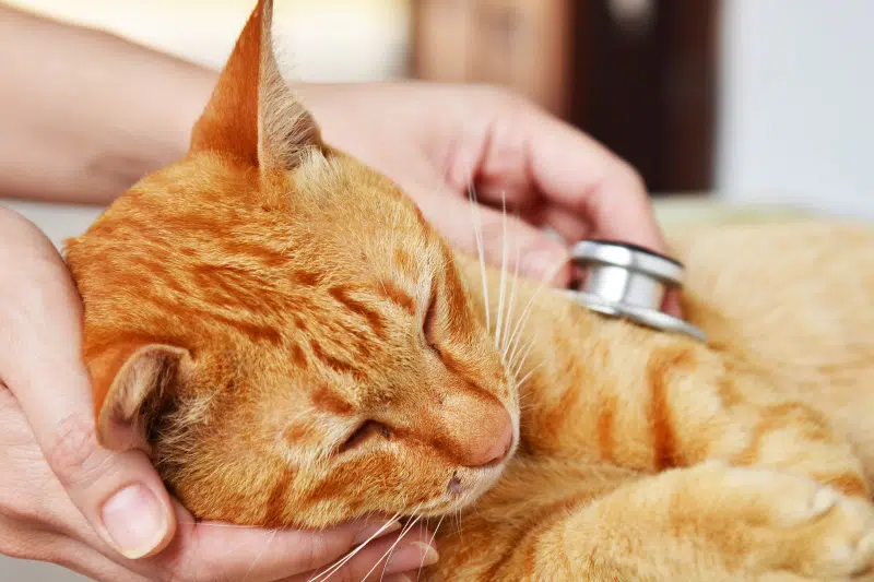 insufficienza cardiaca cane gatto 1 1 - Teknofarma