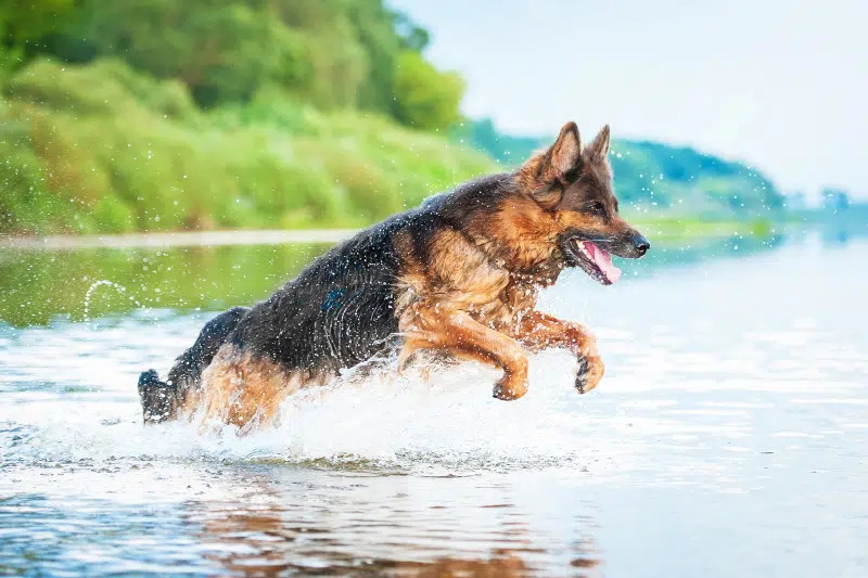 integratore muscolare per cani - Teknofarma