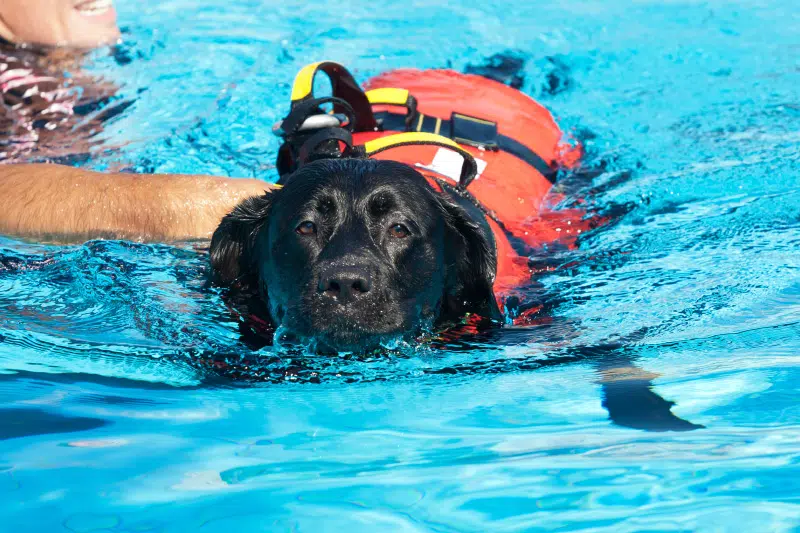 integratore muscolare per cani2 - Teknofarma
