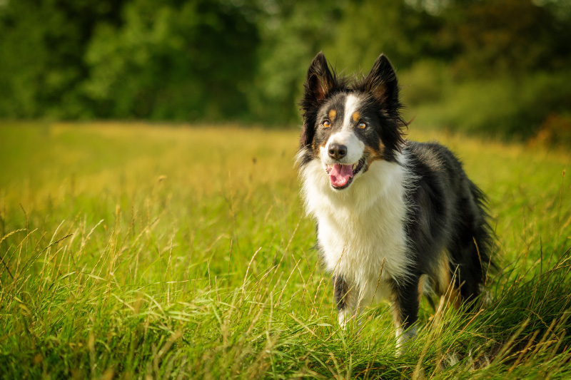 integratore per cane - Teknofarma