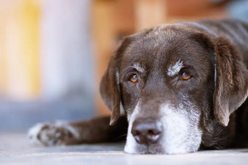 integratore per cani anziani - Teknofarma