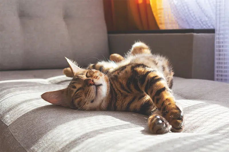 piodermite cane gatto 4 - Teknofarma