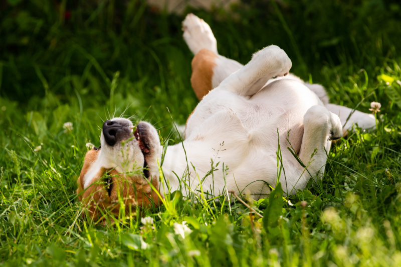 antiparassitari per cane - Teknofarma