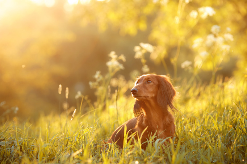 farmaci per il cuore cane - Teknofarma