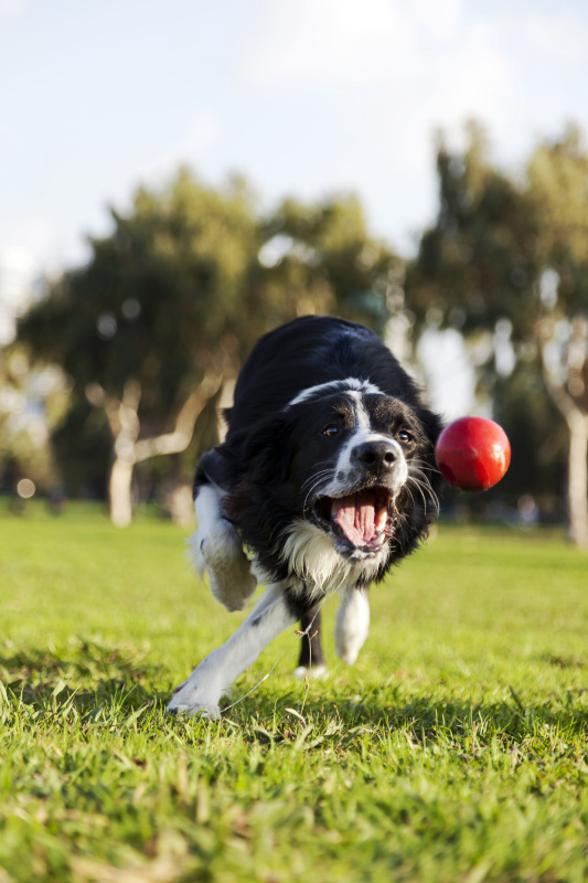 integratore per cani sportivi - Teknofarma