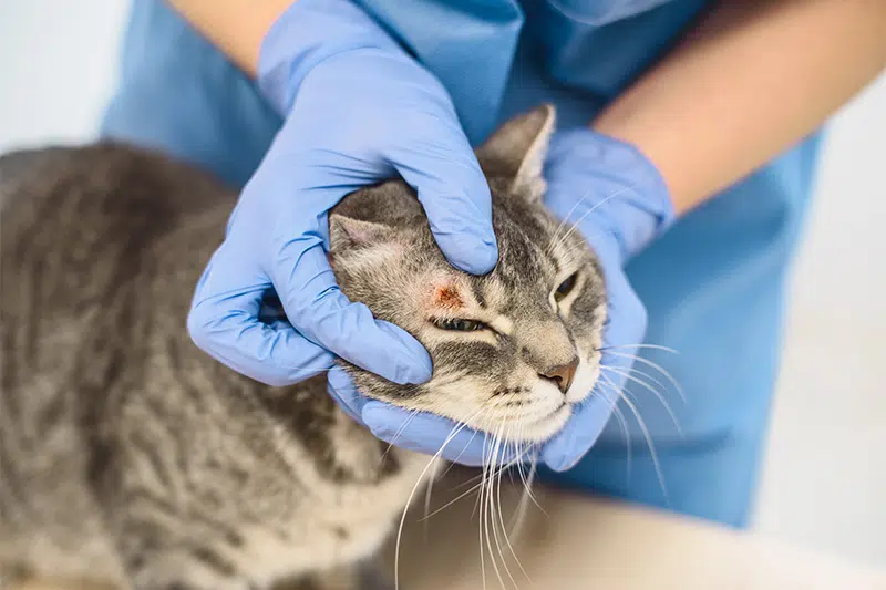 micosi cutanee del cane e del gatto 1 - Teknofarma