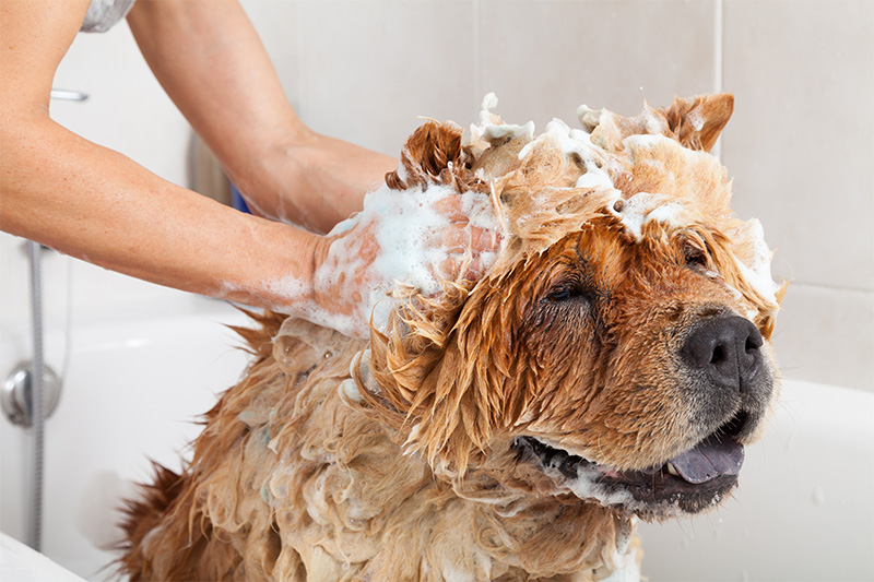 micosi cutanee del cane e del gatto 2 - Teknofarma