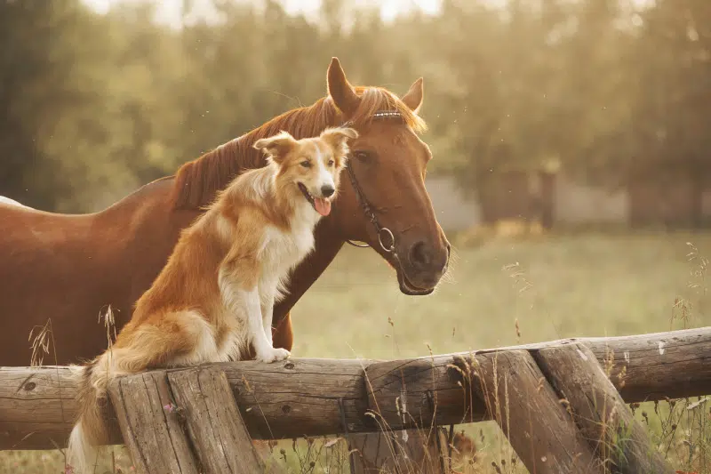 prontuario farmaceutico veterinario - Teknofarma