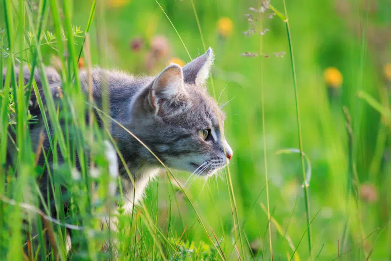 come togliere le zecche ai gatti 2 - Teknofarma