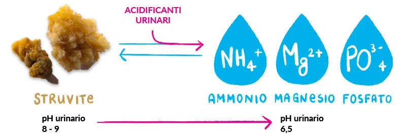 acidificanti urinari - Teknofarma