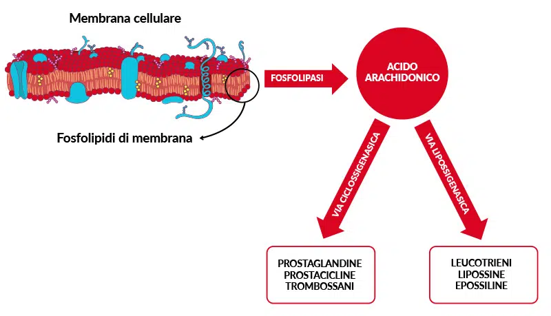 antinfiammatori cani gatti - Teknofarma