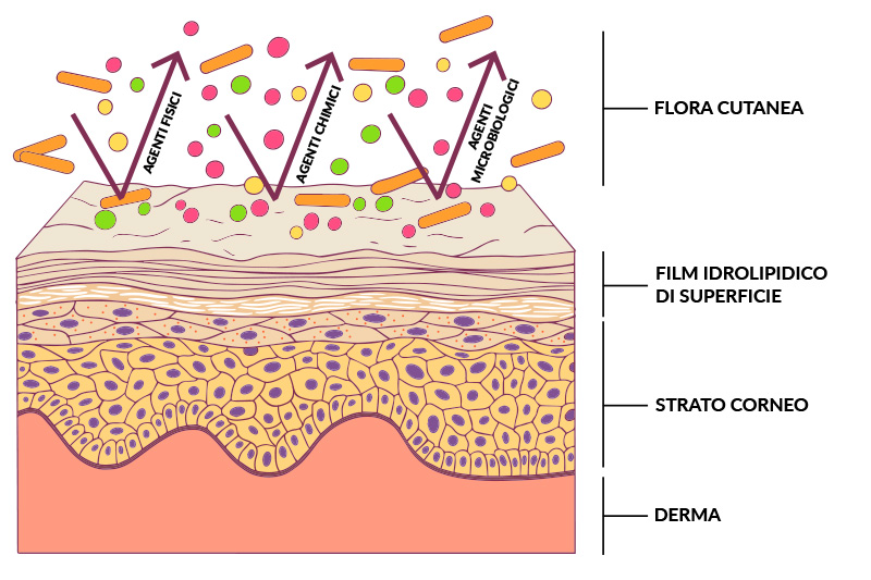 barriera cutanea - Teknofarma