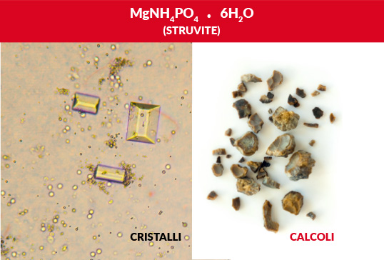 calcoli struvite - Teknofarma