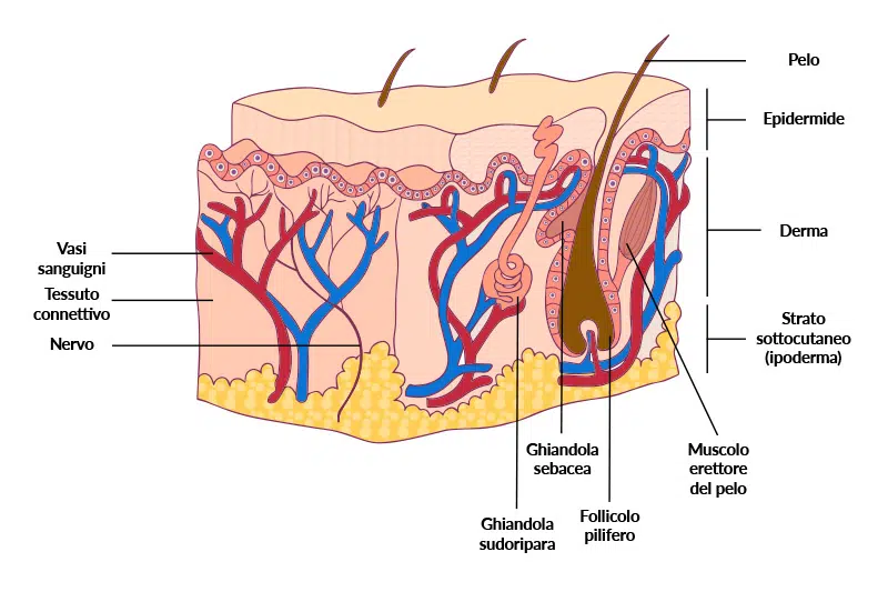 dermatite - Teknofarma