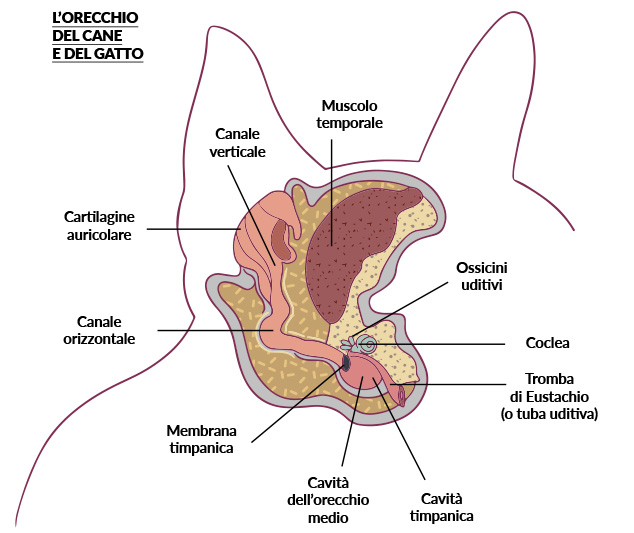 orecchio gatto cane - Teknofarma