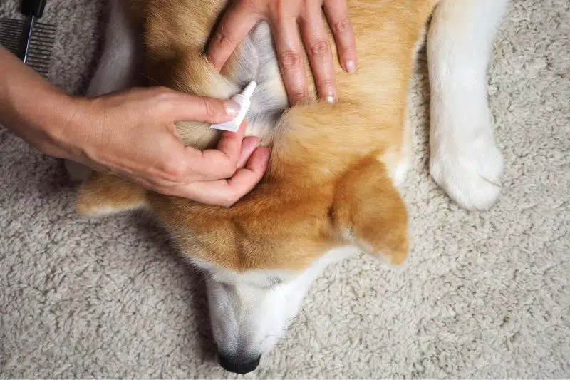 quando-applicare-antiparassitario-cane