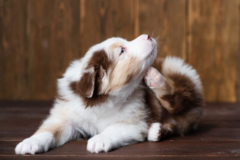 quando-applicare-antiparassitario-cane