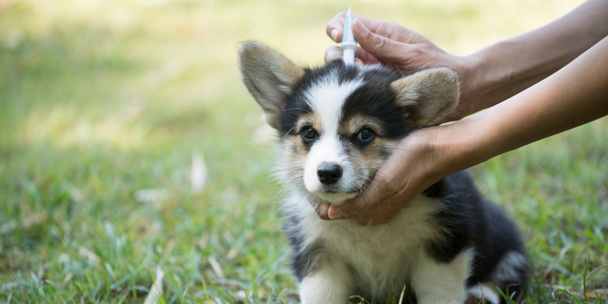 quando-applicare-antiparassitario-cane