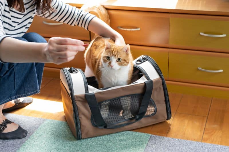 il gatto non vuole entrare nel trasportino - Teknofarma