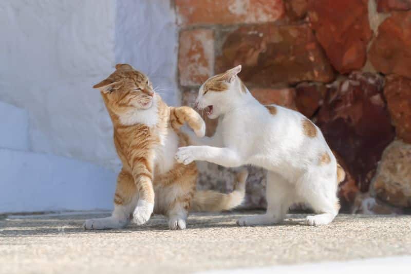 stress gatto - Teknofarma