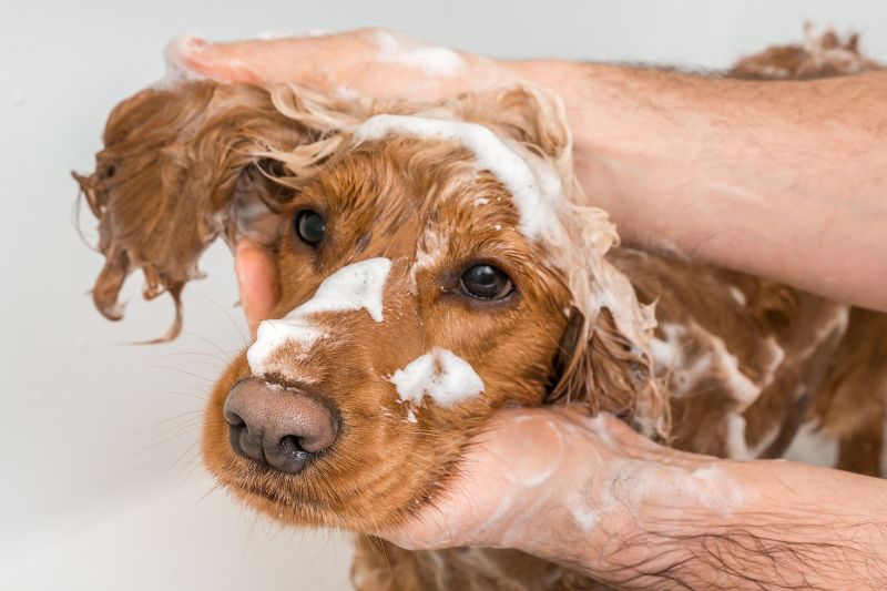 bagno cane - Teknofarma