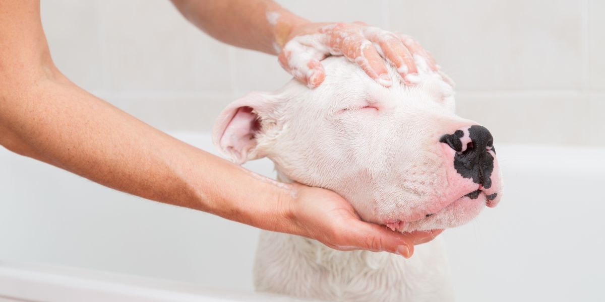 come fare bagno cane - Teknofarma