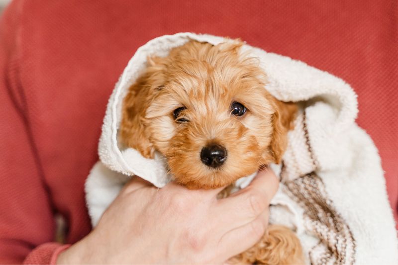 come fare shampoo cane - Teknofarma