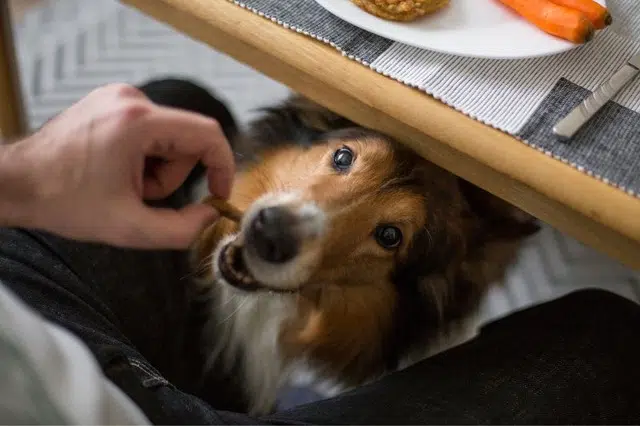 alimenti tossici cane - Teknofarma