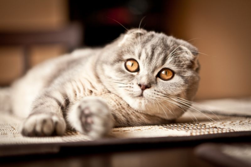 artrite gatto - Teknofarma