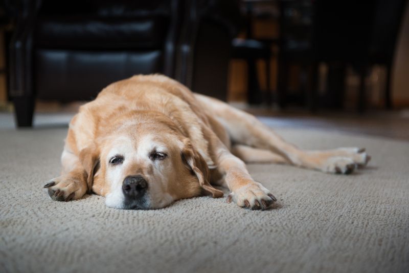 cane anziano demenza - Teknofarma