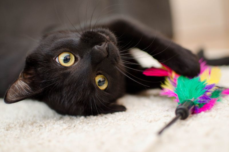disfunzione cognitiva gatto - Teknofarma