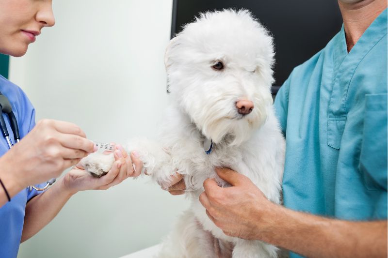 leishmania cane diagnosi - Teknofarma